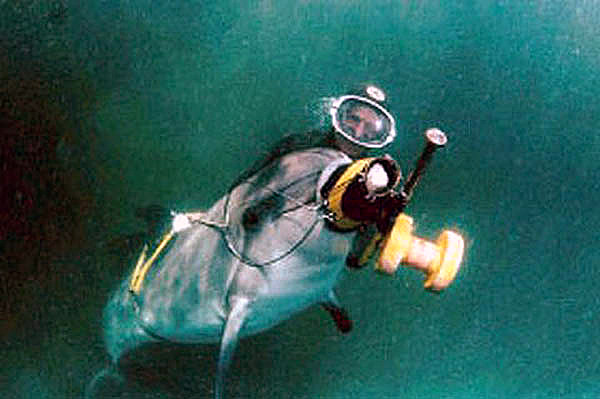 Тренировка боевого дельфина. Фото tvoigorod.org